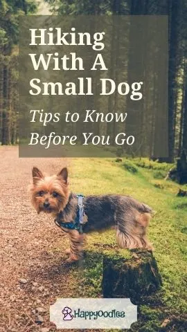 Tips for Hiking with Small Dogs - Pinterest pin 