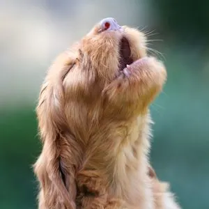 How to Prevent Separation Anxiety in Dogs - Puppy howling