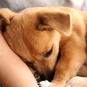 How to Prevent Separation Anxiety in Dogs - Puppy in arms 