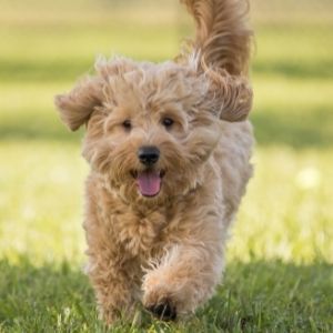 Cream colored Golden doodle running in grass