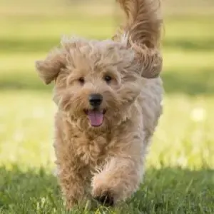 Doodle Dog Guide - What You Need to know Before Getting a Doodle - Goldendoodle running 