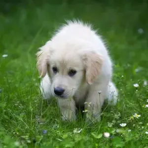 Potty Training a Puppy: Made Easy - Happyoodles.com Puppy in Grass