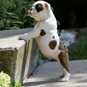 Puppy leaning on step
