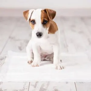 Potty Training a Puppy: Made Easy Puppy on pee pad