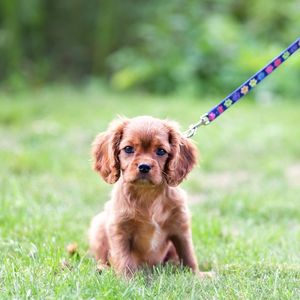 Puppy on leash outside in the grass

