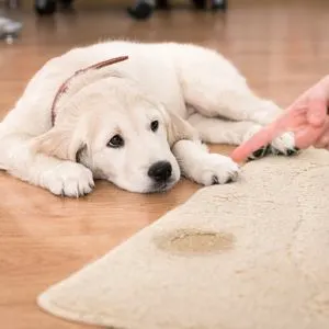 Potty Training a Puppy: Made Easy -Happyoodles.com Puppy looking at pee spot on rug