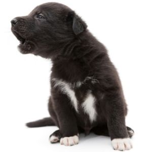 Puppy Crying in Crate at Night? Here's Help _ black puppy crying