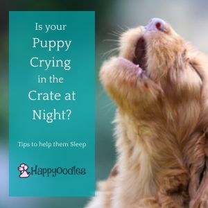 Puppy Crying in Crate at Night? Here's Help - Happyoodles.com TP of puppy howling