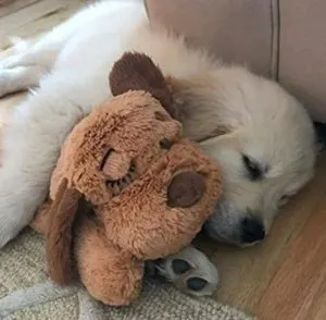 Puppy sleeping with toy. 