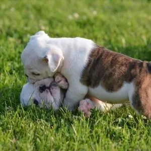 Two puppies playing 