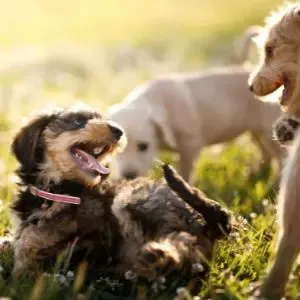 Puppies playing outside