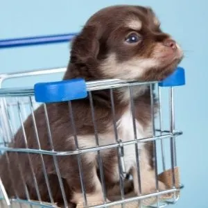 Puppy Socialization Mistakes: 10 Things to Avoid puppy in cart