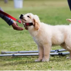 Easy puppy training Golden retriever being stubborn. 