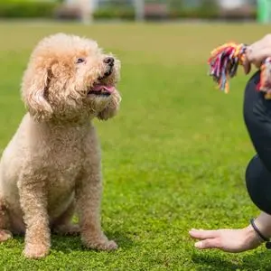10 Secrets to Easy Puppy training  Happyoodles.com  Poodle being trained