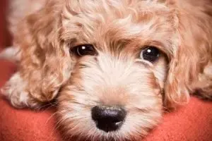 Goldendoodle price: what does a Goldendoodle costs