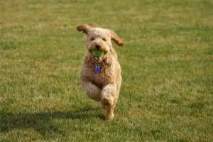 cream Goldendoodle running in grass