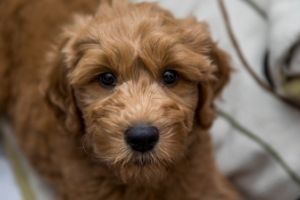 Red Goldendoodle puppy on couch
