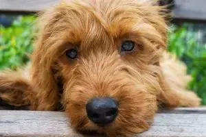 Goldendoodle price: how much does a Goldendoodle cost?  Amber Goldendoodle leaning on fence.