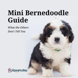 Mini Bernedoodle Guide: 12 Little Known Facts - Happy Oodles