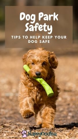 Dog Park Safety: Concerns and Tips