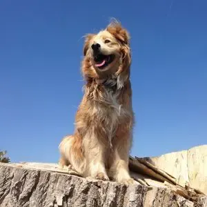 Golden Mix Breed outside 
