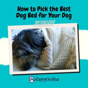 The Best Dog Bed for Your Dog title pic Gray dog wrapped in blanket