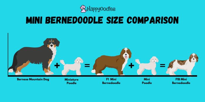 Mini Bernedoodle Size Comparison chart - visually compares the size of  a Bernese Mountain Dog to a mini poodle to an F1 Mini Bernedoodle to F1b Mini Bernedoodle