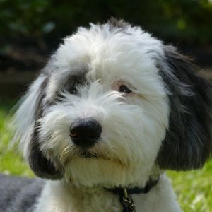 Sheepadoodle Rescue: 8 Best Places to Look - Sheepadoodle dog