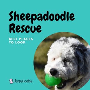 Sheepadoodle Rescue: Best Places to Look Title pic Sheepadoodle with ball