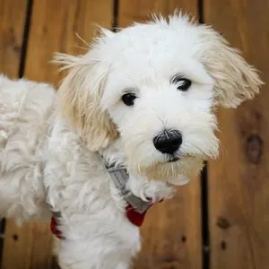 All white Sheepadoodle 