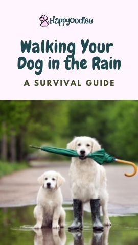 Walking a Dog in the Rain: A Survival Guide