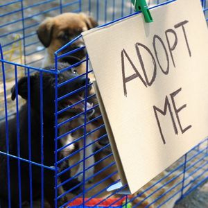Rescue Dogs: Tips on How to Get One - Puppies in crate with adopt me sign