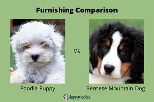 What is a furnished Bernedoodle?  Happyoodles.com 