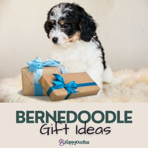 Bernedoodle Gift Ideas with Bernedoodle puppy and gifts