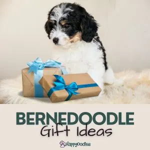 Bernedoodle Gift Ideas with Bernedoodle puppy and gifts