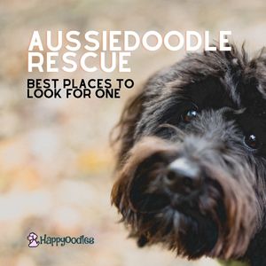 Aussiedoodle Rescue : Best Places to Look for One - Happyoodles.com
