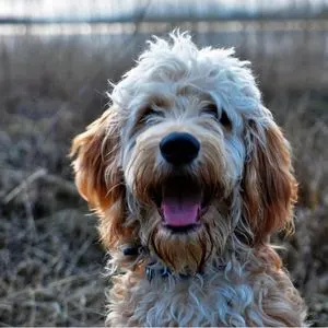 Top 9 Miniature Poodle Crossbreed Dogs - Happyoodles.com 