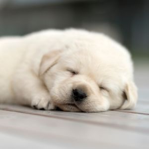 Puppy Crying in Crate at Night? Here's Help - White Labrador Retriever Puppy sleeping on floor 
