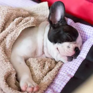 Cute puppy snuggled in towel 
