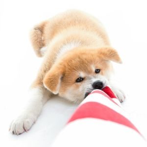 Happyoodles.com Puppy crying post - Puppy playing