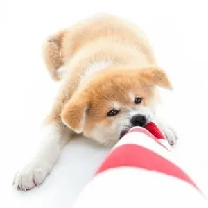 Happyoodles.com Puppy crying post - Puppy playing