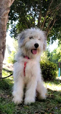  Aussiedoodle Rescue - Wanda - Poodle & Aussiedoodle Mix -at  Glad To Be Saved Rescue