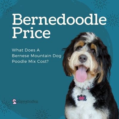 Bernedoodle Price- What Does a Bernese Mountain Dog Poodle Mix Cost Title pic - Happyoodles.com 