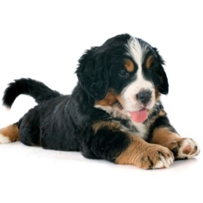 Tri-color Bernese Mountain Dog - puppy