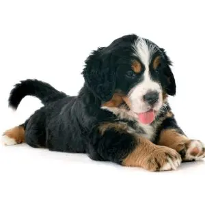 Bernedoodle Price: What Does A Bernedoodle Cost? - Tri-color Bernese Mountain Dog - puppy
