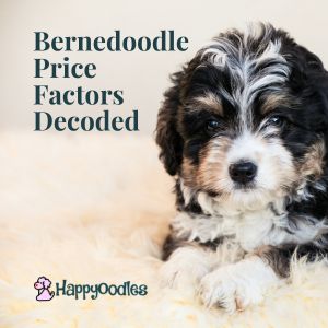 Bernedoodle Price: What Does A Bernedoodle Cost? title pic 
