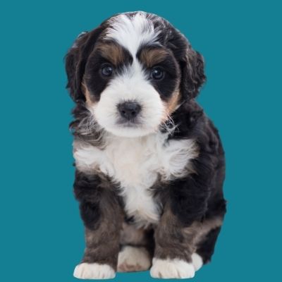 Bernedoodle Price- What Does a Bernese Mountain Dog Poodle Mix Cost pic of tri-color bernedoodle - Happyoodles.com 
