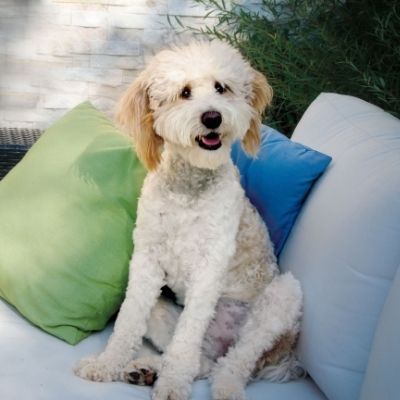 Bernedoodle Price- What Does a Bernese Mountain Dog Poodle Mix Cost pic of white bernedoodle - Happyoodles.com 