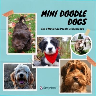 Mini Doodle Dogs: Top 9 Miniature Poodle Crossbreeds