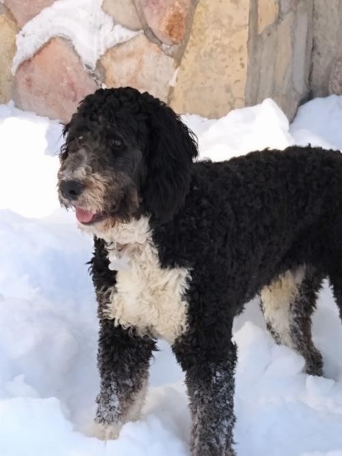 Miles - 12 month old Bernedoodle - No Dog Left Behind Rescue in MN